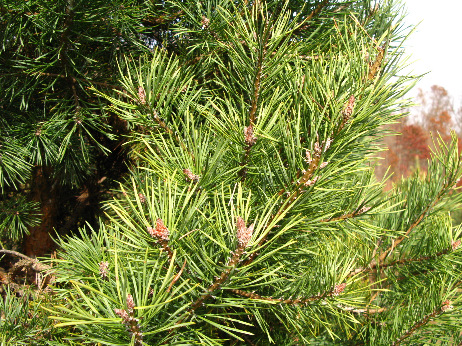 scotch pine