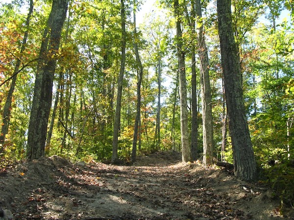 Photo of a stand of trees in spring.