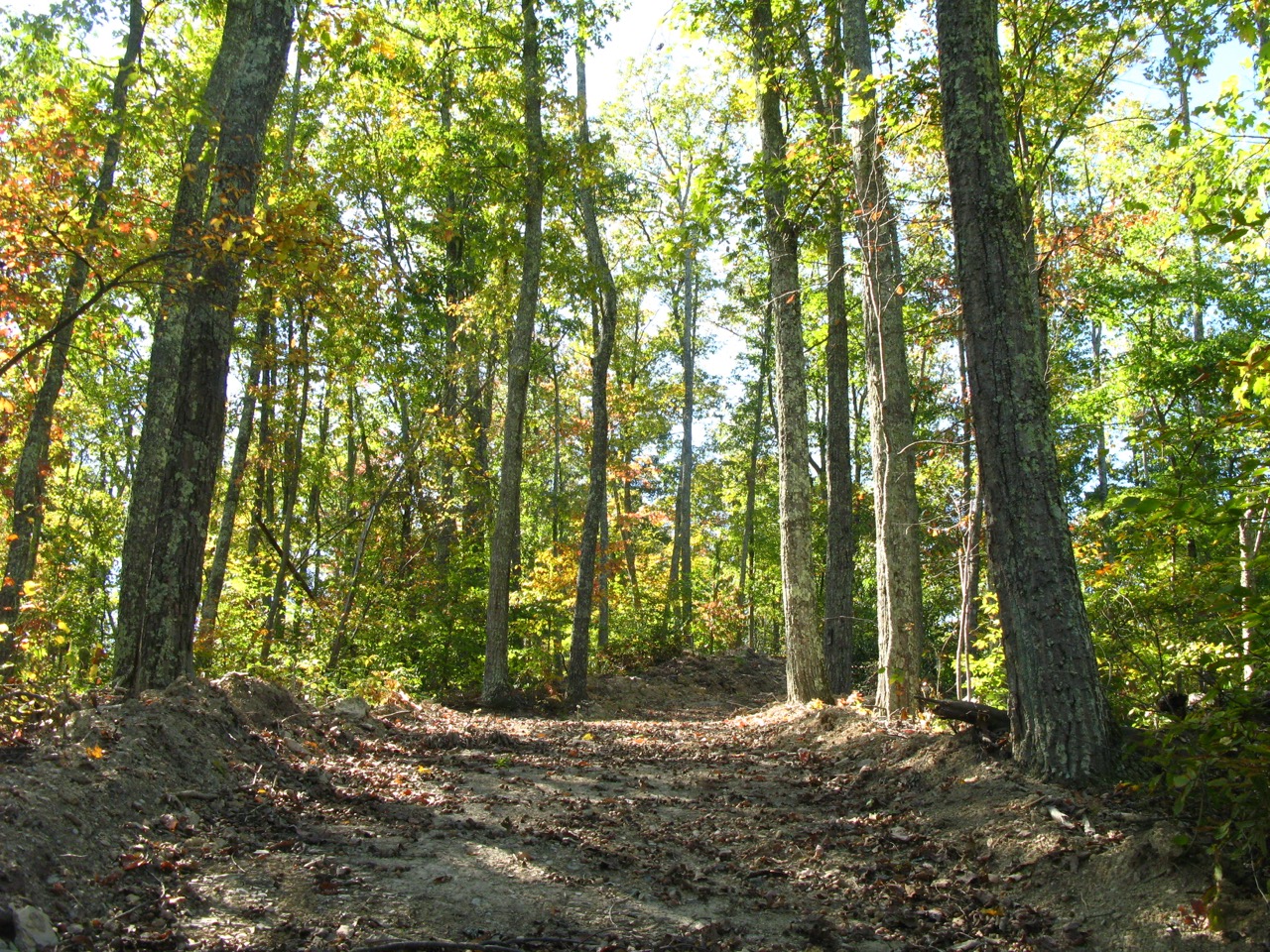 Photo of a stand of trees in spring.