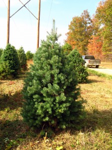 10-18 Scotch Pine
