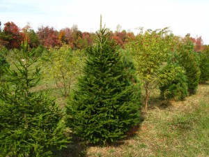 10-18a Norway Spruce 5-6'