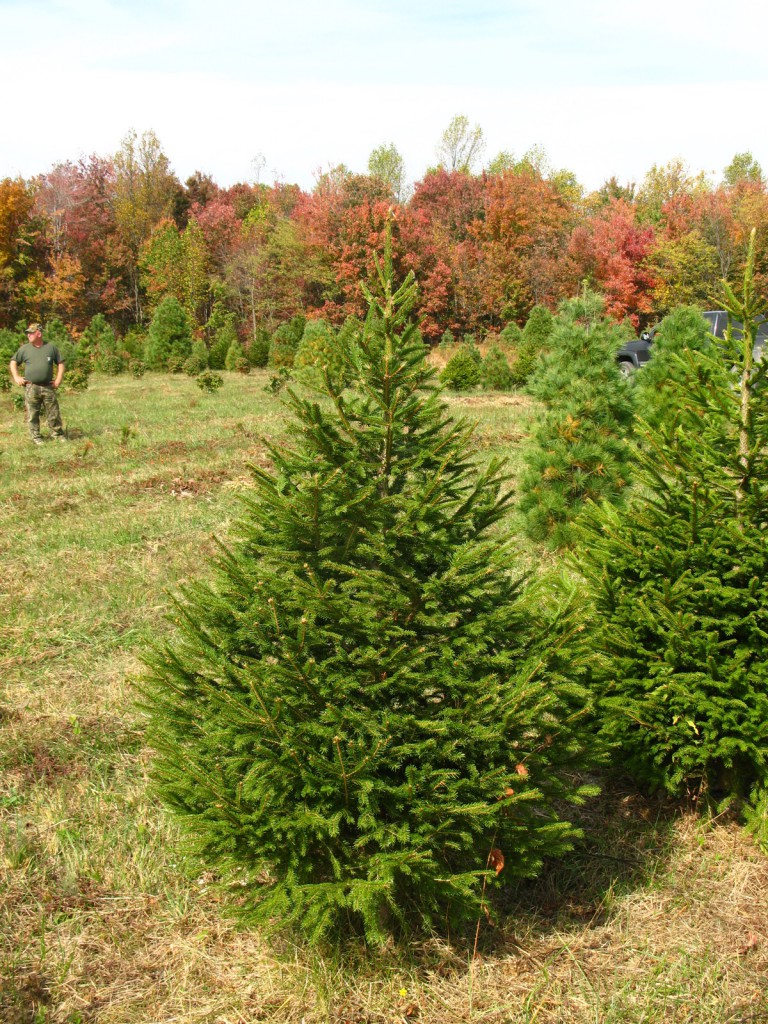 Ель обыкновенная лесная. Picea Excelsa. Ель европейская ′Remontii. Ель обыкновенная Стардаст. Ель обыкновенная европейская.